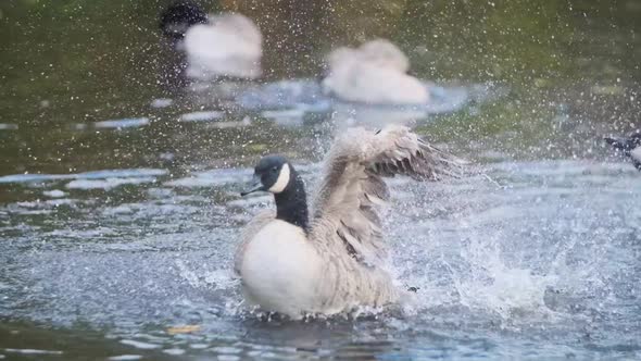 Canada goose splashing wings in pond slow motion