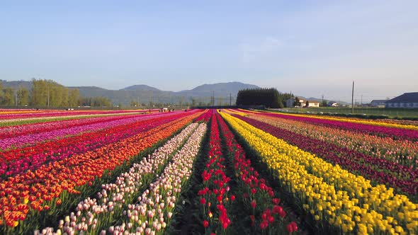 Aerial drone view of tulip flowers fields growing in rows of crops.