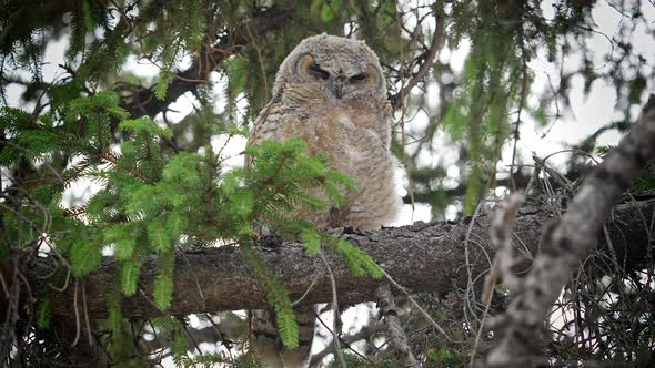 Great Horned Owl Fledgling flying out a tree