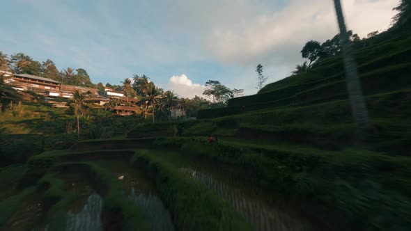 FPV Drone view over tropical nature rice fields