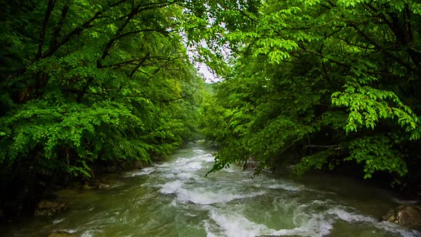 River Rapids in the Forest