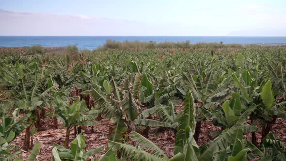 Banana plantations on the cost of Gomera - Canary Islands