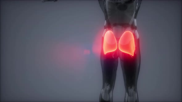 Gluteus Maximus - Leg Muscles Anatomy Animation alt