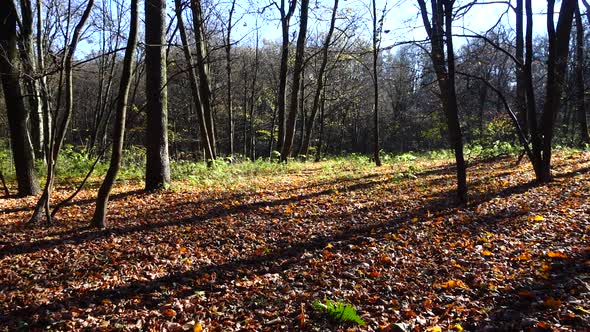 Oaks and maples in the autumn park.