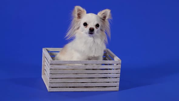 Charming White Chihuahua Posing in the Studio on a Blue Background