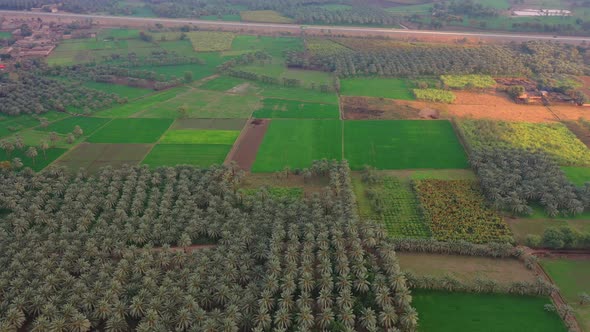 Aerial Over Date Farm Grove Trees In Countryside At Sindh. Dolly Forward