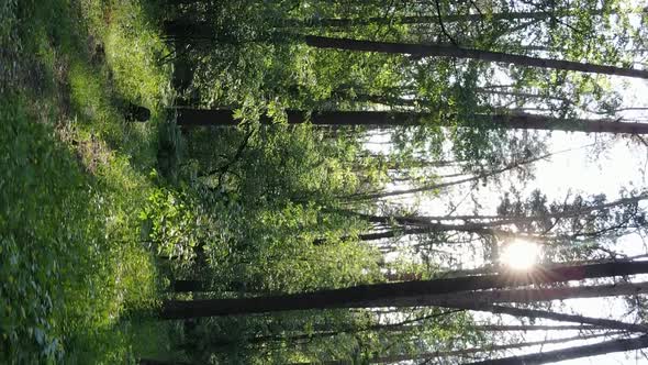 Vertical Video Aerial View Inside a Green Forest with Trees in Summer