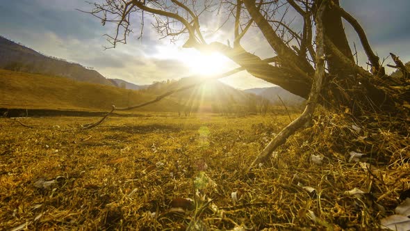 Time Lapse of Death Tree and Dry Yellow Grass at Mountian Landscape with Clouds and Sun Rays