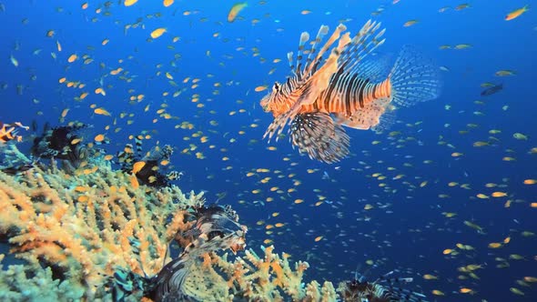 Coral Reef Lionfish