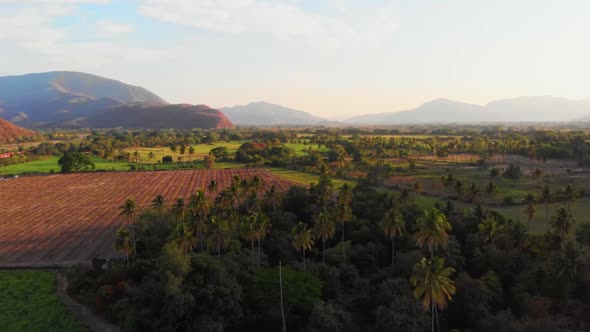 Palm Trees Edge Farming Plot with Mountain Range on Horizon