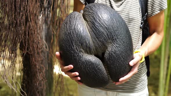 Huge Coco de Mer