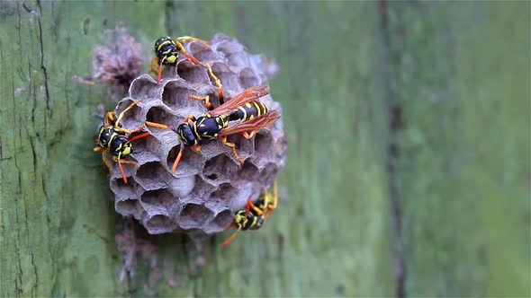 The wasp family sees on its paper nest where larvae are grown and fed. Biting insects, wildlife