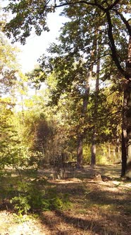 Vertical Video of Trees in the Forest in Autumn