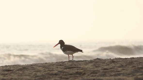 American Oystercatcher Bird Standing on the Beach at golden hour in slow motion
