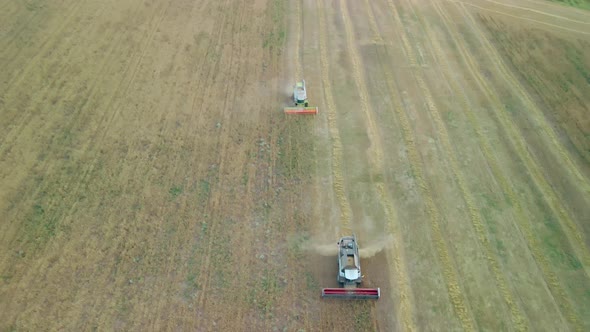 Wheat Field Harvest