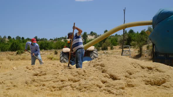 Adult Man Working Field