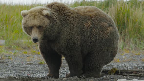 HD Large Grizzly Bear Pooping