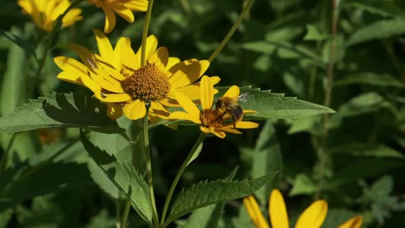 Bee Flies Around Yellow Conflowers for Collecting Pollen