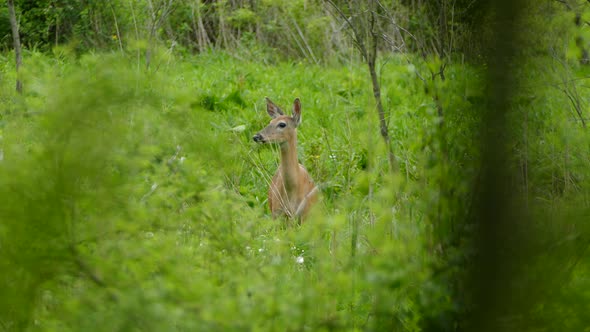 Female white-tailed deer stands in meadow looking around anxiously and runs away