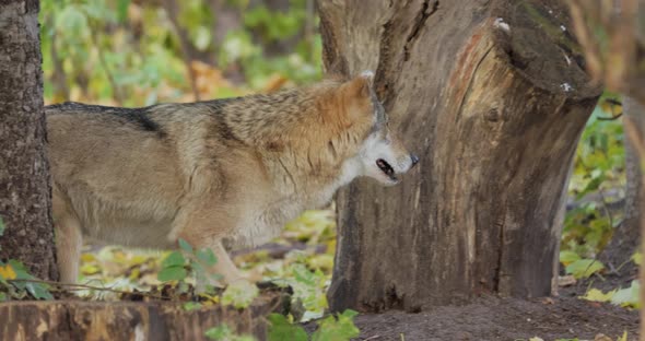 Wolf Canis Lupus Also Known As the Gray Wolf is the Largest Extant Member of the Family Canidae