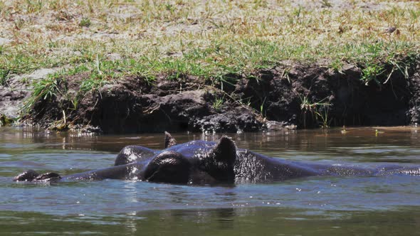 Hippopotamus Submerging Itself In The Cold Lake Water At The Game Reserve In Botswana On A Sunny Day