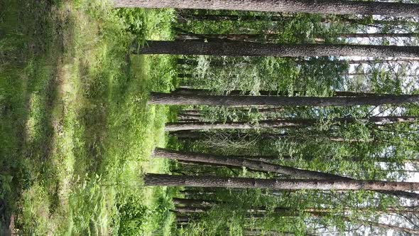 Vertical Video Aerial View Inside a Green Forest with Trees in Summer