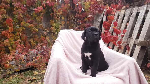 Cute black puppy Cane Corso sit in a chair on a pink bedspread in the garden