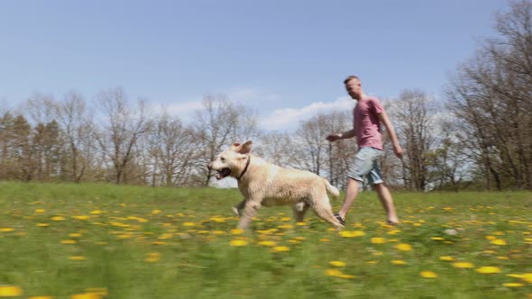 Dog Running On Spring Meadow At Sunny Day