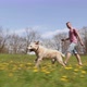 Dog Running On Spring Meadow At Sunny Day - VideoHive Item for Sale
