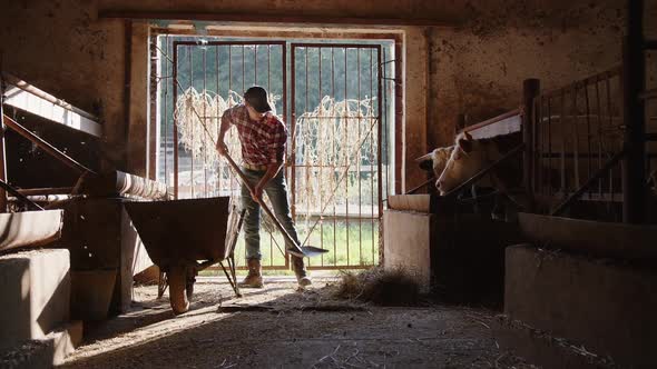 A Farmer Throws Hay in a Wheelbarrow to Feed All the Cows on His Farm