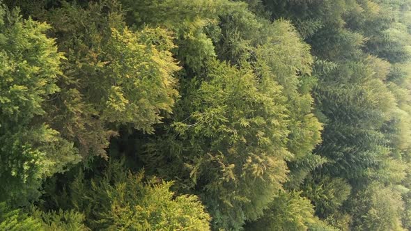 Vertical Video Aerial View of Trees in the Forest