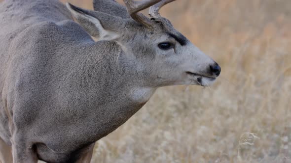 A herd of deer grazing in the Rocky Mountain National Park