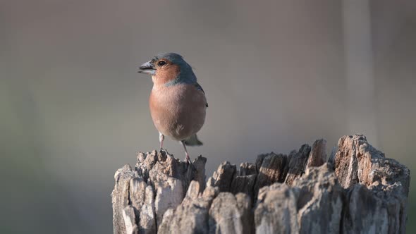 Male common chaffinch Fringilla coelebs bird eats seeds