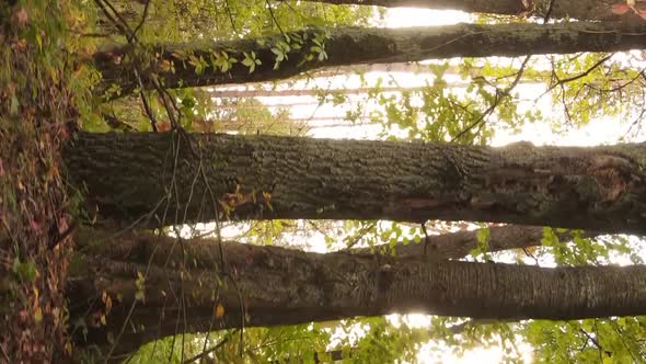 Vertical Video of an Autumn Forest During the Day in Ukraine