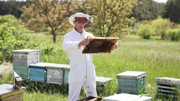 Beekeepers doing hive check for honey on bee hive in apiary