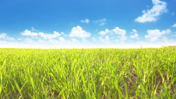 Green Grass On Field On A Cloud Background