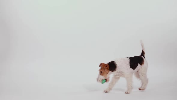 Slow Motion of a Playing Fox Terrier in the Studio on a White Background. The Dog Plays with a Green