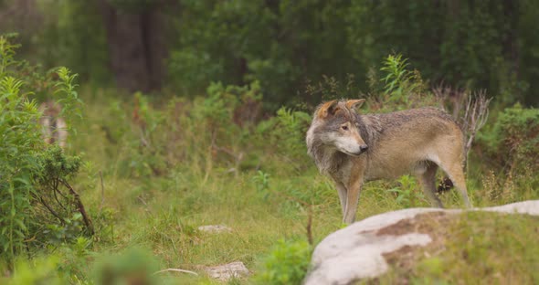 Two Wolves in a Wolf Pack Walking in the Forest at Summer