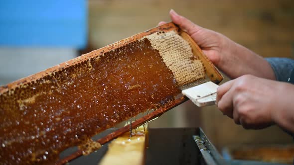 Beekeeper Removes Excess Beeswax with the Scraper By Hand, Preparing for Pumping Honey. Beekeeper