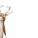 Deer Looks Out To The Left on White Background - VideoHive Item for Sale