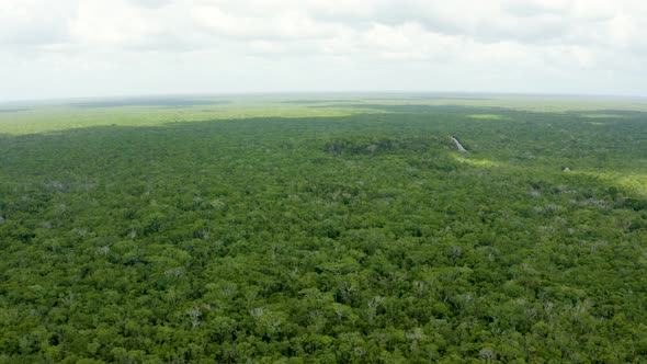 Aerial View of the Mexican Jungle From Above