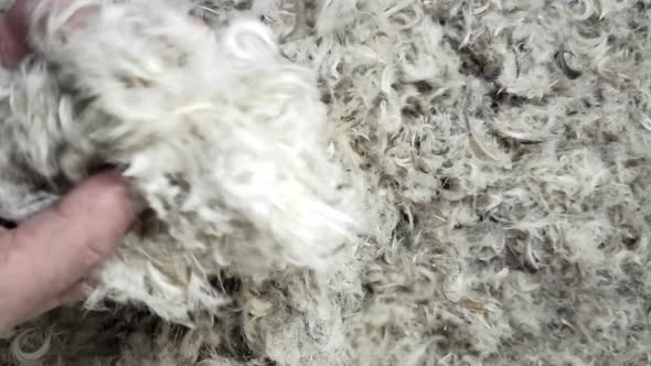 a Man's Hand Fingering Feathers and Down From the Pillow Before Cleaning in the Cleaning Machine