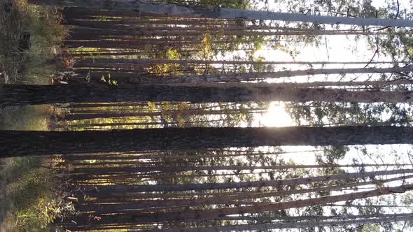 Vertical Video of Trees in the Forest in Autumn