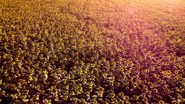 Aerial Drone View Flight Over Ver Field with Ripe Sunflower Heads
