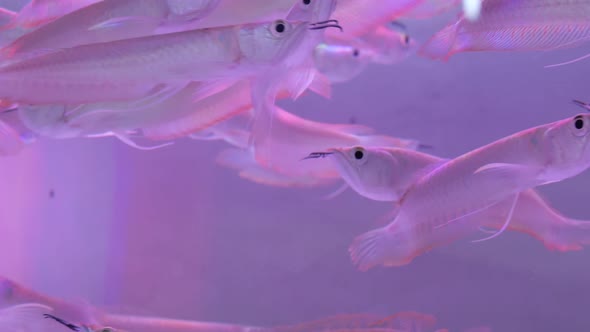 Diversity of Tropical Fishes in Exotic Decorative Aquarium. Assortment in Chatuchak Fish Market Pet