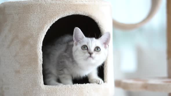 Cute American Short Hair Kitten Playing On Cat Tower