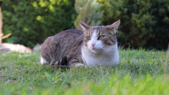 A Cat Peacefully Sits in a Garden on a Sunny Day and Looks Around.