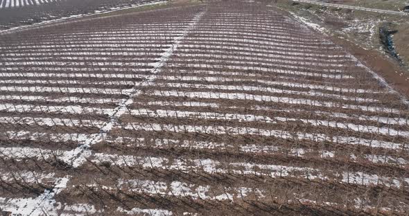 Aerial view of a dry vineyard in the snow, Golan Heights, Israel.