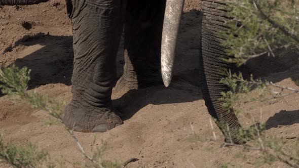 An elephant sniffing in the sand for water.