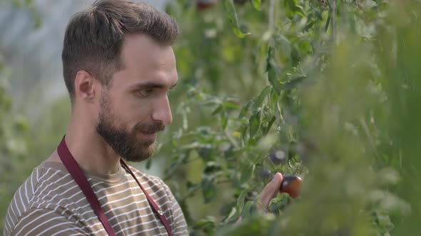 Smiling Greenhouse Owner Enjoying Aroma of Tomato
